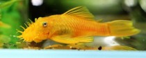关于黄金胡子鱼怎么样繁殖的信息