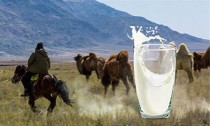 探秘哈萨克斯坦骆驼香烟：品味异域风情的烟草之旅！(哈萨克斯坦骆驼奶)