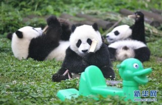 揭秘一手中支印象熊猫进货渠道的经济透视