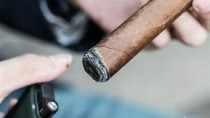 雪茄叶泡水指南：如何用最佳方式释放出其独特风味？(雪茄叶种植)