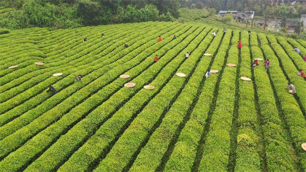 石阡香烟批发市场地址(石阡最大的超市)