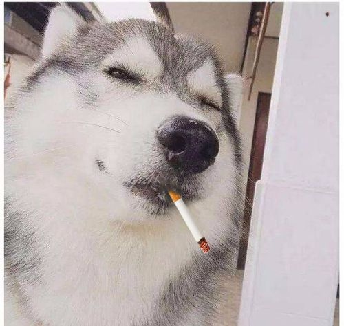 狗吃香烟会怎么样,狗吃烟草了没事吧